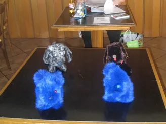 Eindrücke vom Repair Café Belp